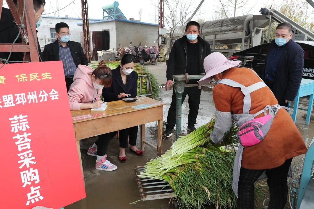 江苏蒜苔价格最新行情解析