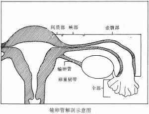 通草的功效与作用能通输卵管堵塞,可靠评估解析_vShop56.909