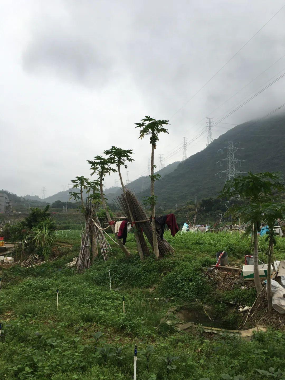 坪山街道交通新动态，优化网络，提升居民出行体验