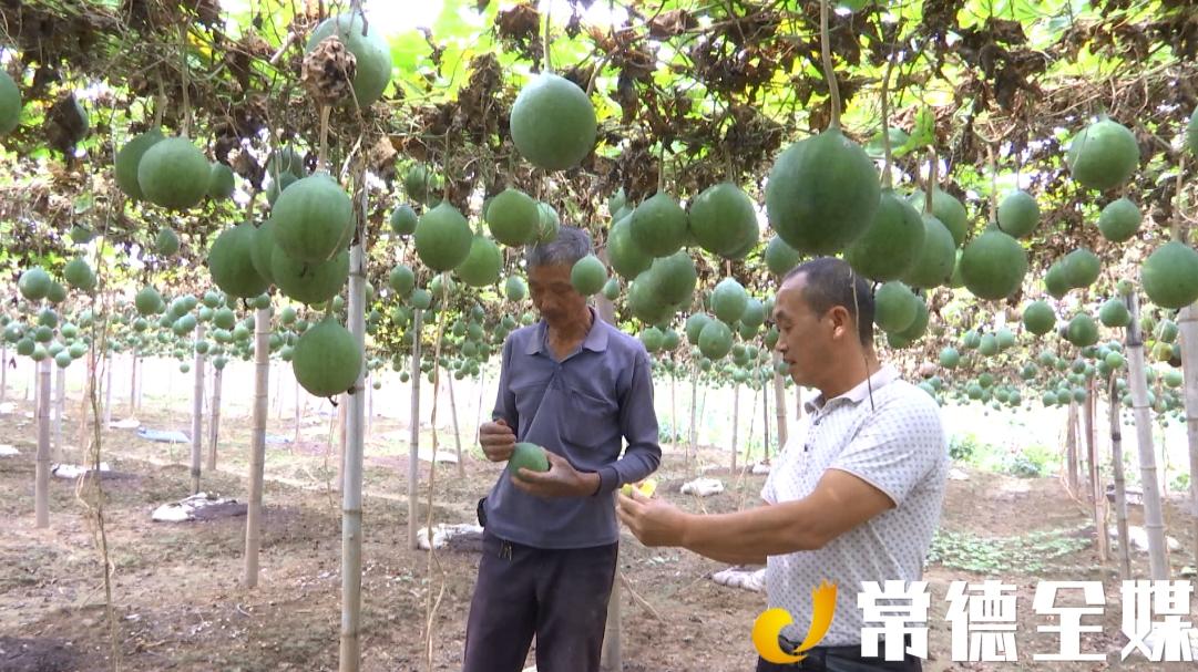 鼎城区自然资源和规划局最新项目概览，自然资源与规划新动向