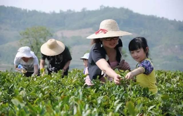 茶香四溢，探索茶的韵味与下载的魅力之旅