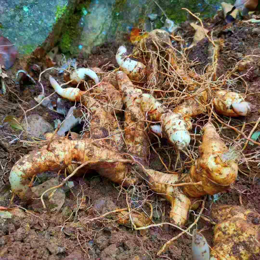 人参养灵芝最新章节，神秘力量交汇点探寻